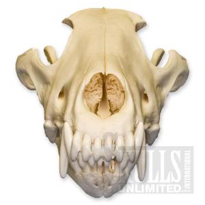 wolf_skull_front